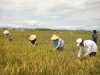 Sản xuất nông nghiệp ở Thị xã Ba Đồn: Những “gam màu” sáng