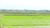 Thị xã Ba Đồn hướng đến sản xuất nông nghiệp sạch,  nông nghiệp hữu cơ