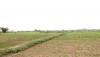 Cánh đồng tỏi đang mùa thu hoạch ở Cồn Nâm, xã Quảng Minh