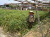 Thị xã Ba Đồn chuyển đổi hiệu quả hơn 160 ha đất trồng lúa kém hiệu quả sang trồng các loại cây có giá trị kinh tế cao