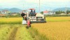 Nông dân Ba Đồn thu hoạch lúa hè thu 2020