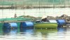 Người dân nuôi cá lồng bè xã Quảng Lộc bị thiệt do mưa lũ