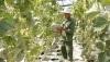 Mô hình trồng dưa lưới của Hoàng Nam Doan cho hiệu quả kinh tế cao