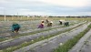 Nông dân phường Quảng Phúc mạnh dạn đầu tư vốn và đẩy mạnh ứng dụng khoa học kỹ thuật để trồng thử nghiệm cây măng tây