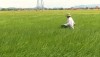 Anh Nguyễn Thanh Hương với cánh đồng rộng gần 12 ha sản xuất gạo sạch, chất lượng cao