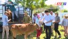 Mặt trận TQVN thị xã Ba Đồn hỗ trợ bò giống cho hộ nghèo