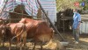 Thị xã Ba Đồn phát triển chăn nuôi theo hướng bền vững