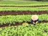 Nông dân Quảng Long tích cực chăm sóc rau, hoa phục vụ tết