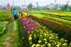 Nông dân phường Quảng Long mở rộng diện tích trồng hoa Tết