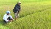 Thị xã Ba Đồn tích cực phòng trừ sâu bệnh hại lúa Đông Xuân 2018