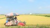 Thị xã Ba Đồn: Hoàn thành thu hoạch lúa Đông Xuân 2017-2018