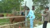 Thị xã Ba Đồn chủ động phòng chống dịch bệnh mùa hè cho đàn gia súc, gia cầm