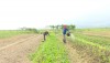 Nông dân xã Quảng Hòa tập trung trồng rau màu