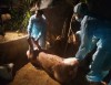 Quảng Bình: Xuất hiện ổ dịch tả lợn châu Phi đầu tiên tại huyện Minh Hóa