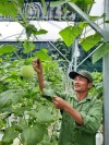 Anh Hoàng Nam Doan với mô hình trồng rau sạch trong nhà lưới