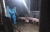 Tiêu hủy số lợn bị dịch bệnh
