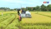 Nông dân tích cực xuống đồng thu hoạch lúa để tránh diễn biến thời tiết xấu