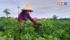 Nông dân xã Quảng Lộc bước vào thu hoạch ớt đầu vụ