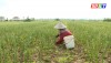 Nông dân xã Quảng Minh làm cỏ, chăm sóc cây tỏi