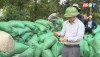 Đồng chí Nguyễn Văn Ninh - Phó Chủ tịch UBND thị xã kiểm tra năng suất và chất lượng lúa sau khi thu hoạch