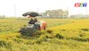 Nông dân Thị xã Ba Đồn bắt đầu thu hoạch lúa Đông Xuân 2023- 2024
