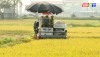 Nông dân Ba Đồn tập trung thu hoạch lúa Đông xuân 2024