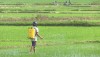 Thị xã Ba Đồn tăng cường phòng trừ sâu bệnh hại lúa.