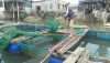 Anh Nguyễn Hữu Tốp, Thôn Trường Thái, xã Quảng Minh kiểm tra lứa cá để chuẩn bị thu hoạch.