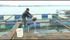 Thị xã Ba Đồn: 6 tháng đầu năm, sản lượng nuôi trồng thủy sản tăng 2,85% so với cùng kỳ.