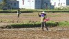 Thị xã Ba Đồn hoàn thành gieo cấy hơn 2.200 ha lúa.