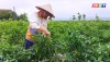 Bà con nông dân xã Quảng Hòa tập trung thu hoạch ớt.