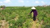 Nông dân xã Quảng Lộc xuống đồng tưới tiêu, chăm sóc cây ớt.
