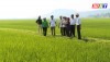 Cán bộ nông nghiệp xã Quảng Tiên phối hợp với người dân thường xuyên kiểm tra đồng ruộng, dịch hại để phòng chống kịp thời cho cây lúa