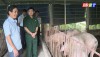 CCB phường Quảng Thuận với mô hình chăn nuôi lợn hữu cơ