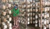 Cơ sở sản xuất nấm của bà Phan Thị Đào, thôn Nam Thủy, xã Quảng Thủy cho hiệu quả kinh tế cao.