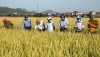 Công ty TNHH MTV giống cây trồng Quảng Bình giới thiệu về giống lúa thuần chất lượng cao LTH31.
