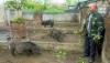 Cựu chiến binh Đinh Khánh Phúc (xã Quảng Lộc) vay vốn đầu tư chăn nuôi lợn mang lại hiệu quả kinh tế cao.