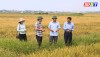 Các phòng chức năng thăm đồng, đánh giá năng suất, sản lượng lúa Đông xuân ở thị xã Ba Đồn
