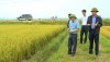 Đồng chí Nguyễn Văn Ninh  PCT UBND thị xã và các đồng chí trong đoàn công tác đi thăm đồng, đánh giá năng suất lúa vụ Đông Xuân 2021 - 2022