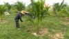 Gia đình anh Phạm Văn Sang chuyển đổi hơn 1ha đất trồng kém hiệu quả sang trồng dừa xiêm.