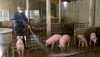 Gia đình Ông Nguyễn Thái Hòa, TDP Trường Sơn, phường Quảng Long chủ động tái đàn lợn sau Dịch tả lợn châu Phi.