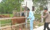 Thị xã Ba Đồn chủ động phòng chống dịch bệnh mùa hè  cho đàn gia súc, gia cầm