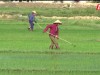 Thị xã Ba Đồn gieo cấy lúa hè- thu 2024 theo đúng khung lịch thời vụ