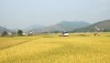 Thị xã Ba Đồn hoàn thành thu hoạch lúa đông-xuân 2019-2020.