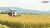 Thị xã Ba Đồn: Năng suất lúa vụ đông xuân ước đạt 59,73 tạ/ha