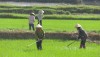 Nông dân thị xã Ba Đồn tích cực chăm sóc lúa hè thu năm 2018