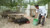 Mô hình chăn nuôi lợn ở phường Quảng Phúc.