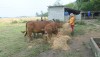 Mô hình chăn nuôi tổng hợp của chị Trần Thị Mai (xã Quảng Sơn)