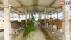 Ngành chăn nuôi trên địa bàn thị xã Ba Đồn đang từng bước phục hồi và tăng trưởng mạnh trở lại.