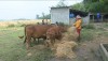 Nông dân chủ động chuẩn bị nguồn thức ăn cho đàn gia súc trong đợt rét năm nay.